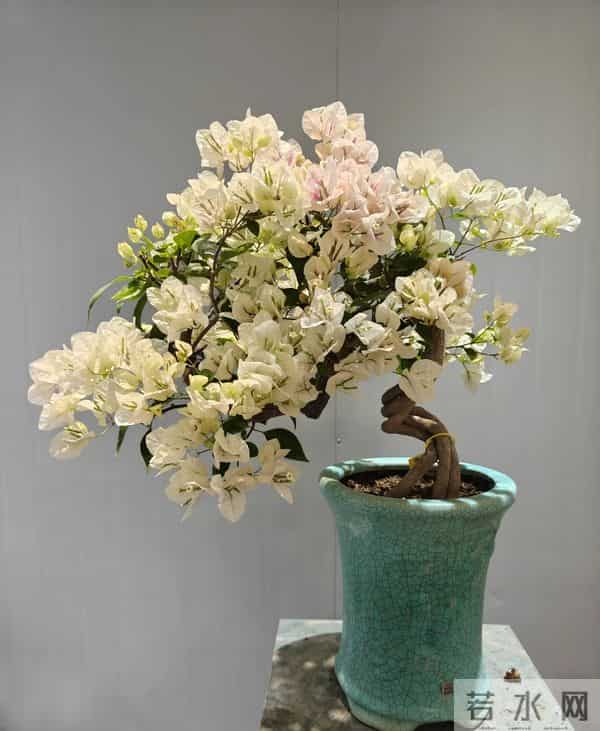 大叔用一把剪刀，把三角梅养成“艺术品”：造型美爆了，真牛！