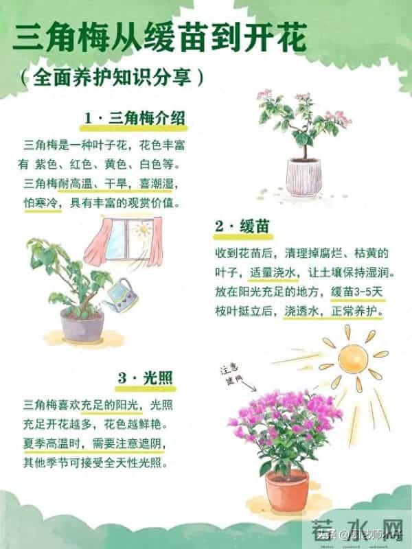 三角梅想全年开花？掌握 3 关键 + 日常 5 技巧，全年爆盆不歇气