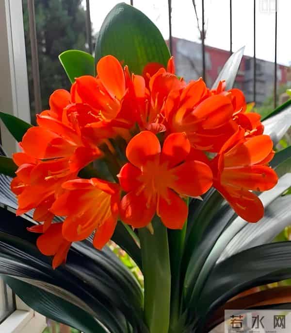 北方君子兰十二月养护精要：低温下的蓄能、抽箭与华丽绽放