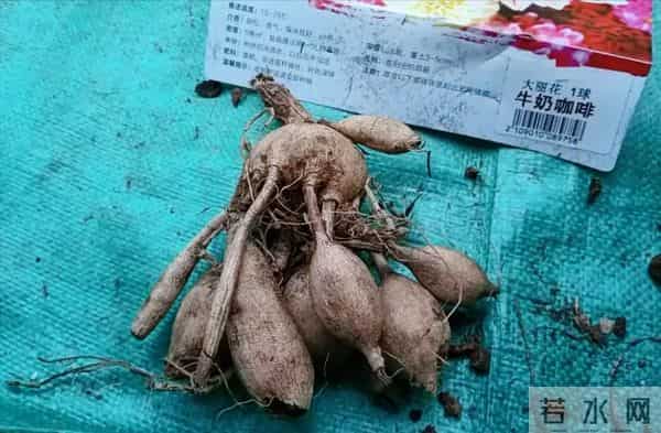 比脸大的“吉祥花”,竟然是“红薯块”长出来的!