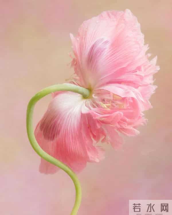 芍药:在岁月里,留下一抹温柔的印记