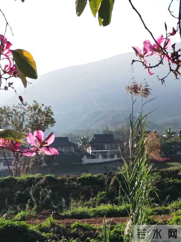 花开烂漫尽情艳