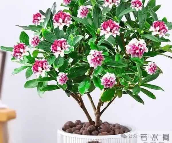 这5种花想要年前开？12月必须“喂大肥”，错过再等一整年