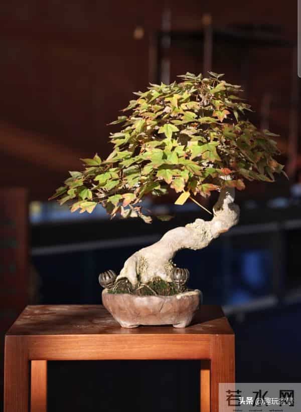 玩盆景，这几种树“至少要玩上一盆”！行家眼里的“硬通货”。