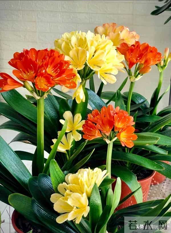 君子兰过冬有 “4 怕”！做错一件，叶子烂光只剩空盆。