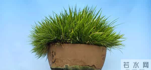 1432：种植者的朝气与兰花生息相关