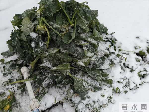 人家下雪天往家跑，而我下雪天往菜地跑，是憨了还是傻了？