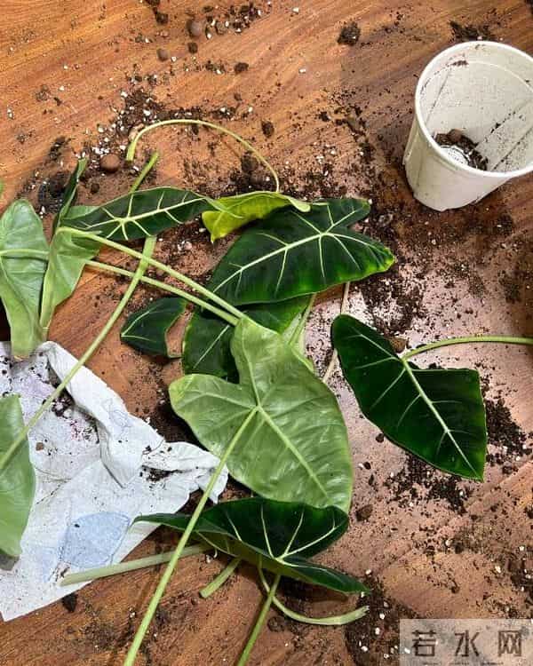 日子过久了发现：这9种家务活根本就不用做，别再没苦硬吃了！