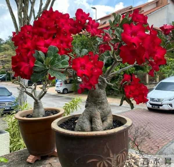 12月养花别乱浇水！这5种花草一浇就烂根，赶紧断水保命