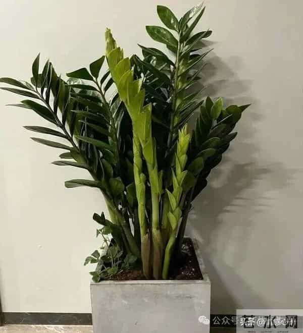 这5种花不要“换大盆”，小盆“憋着养”，疯狂冒花苞