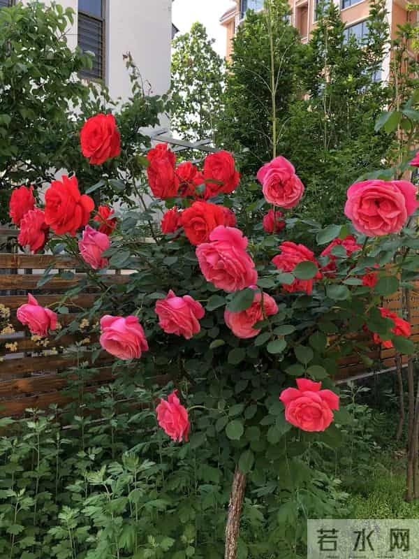 树状月季冬季这样剪，来年开出一树花