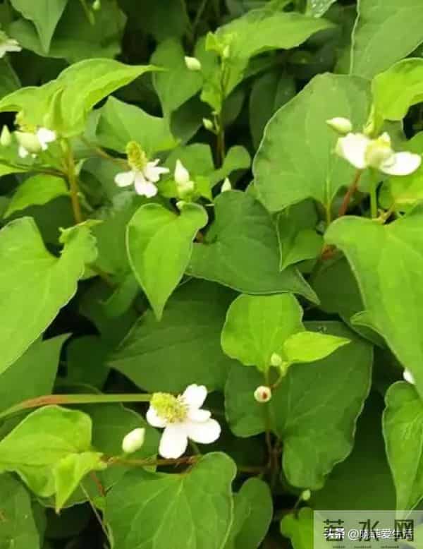 家有院子，别只种花了！种上中草药，好看实用又养生~