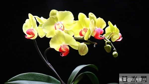 你家孩子也太旺了吧！喜鹊报喜+紫气东来，前程财运全拿捏。