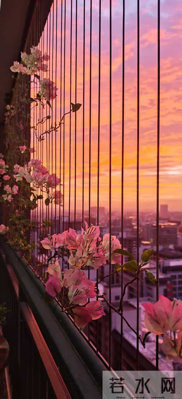 广东一女子，因国风版三角梅走红，阳台爬满花瀑布，网友：求教程