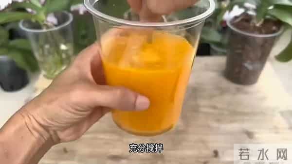 如何让蝴蝶兰根系更强壮