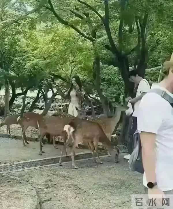 王思聪带着懒懒去喂鹿，懒懒真的好漂亮，但是少了点活力同框温馨