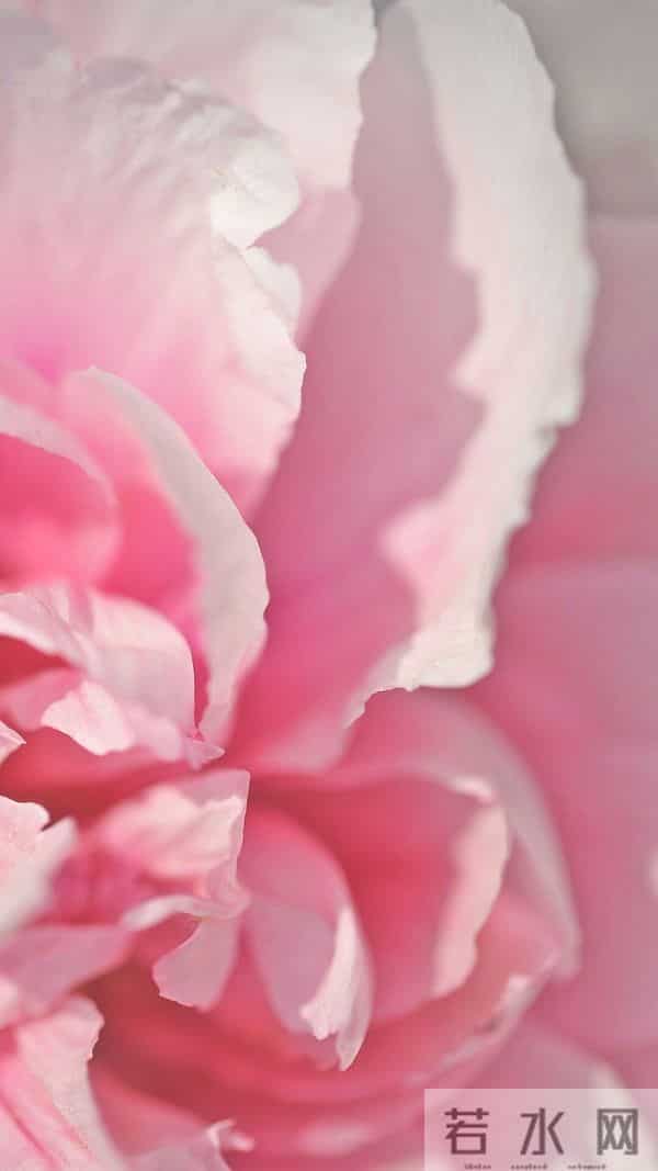 芍药:在岁月里,留下一抹温柔的印记