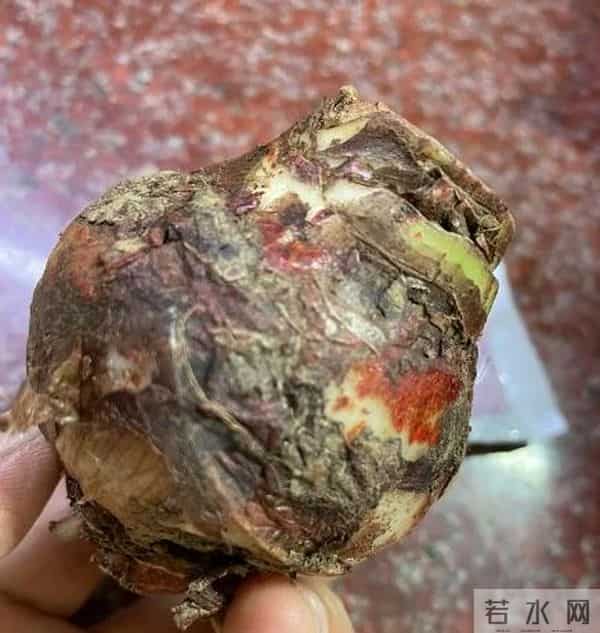 天冷就 “装死” 的4种花，开春能自己发芽，扔了真亏大了！