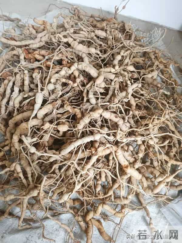 巴戟天客家话又叫鸡肠风，听阿爸来介绍一下！