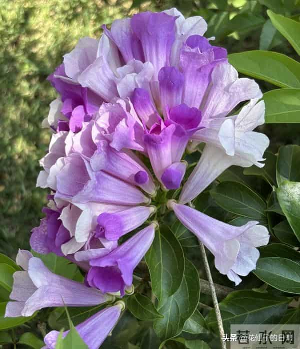 分享图片～鲜艳夺目，五光十色的蒜香藤《上汽》