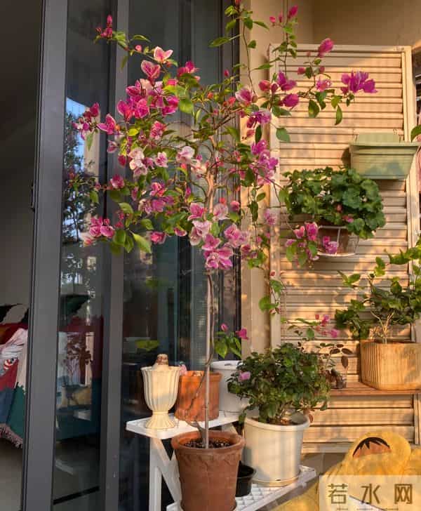 大叔用一把剪刀，把三角梅养成“艺术品”：造型美爆了，真牛！