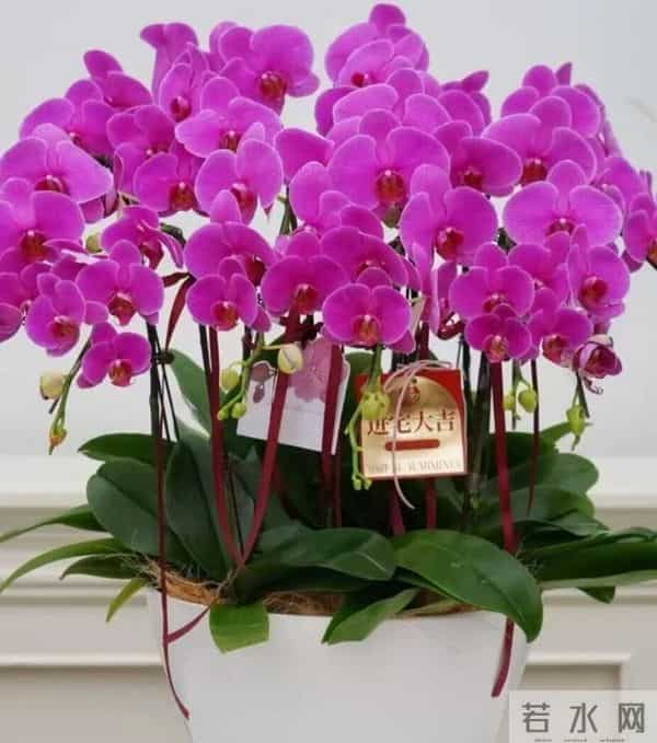 这7种花旱不死，冬天却一冻就死！低于5℃赶紧搬进屋，慢了收空盆