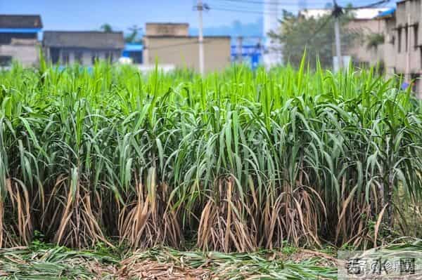 很多人都不知道,这些水果蒸着吃,营养翻倍,清热润燥又开胃!