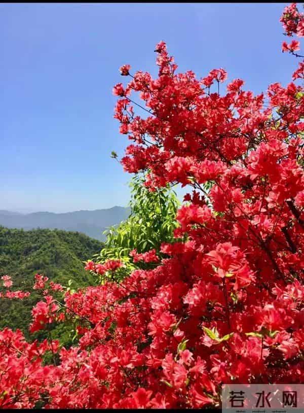 永远属于你、爱的快乐（杜鹃花）