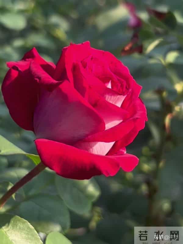 不同季节下的莫妮卡贝鲁奇月季花