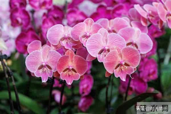 你家孩子也太旺了吧！喜鹊报喜+紫气东来，前程财运全拿捏。