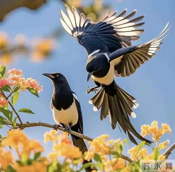 “家喜不可外扬”：喜鹊临门！你家孩子这两天就迎转机，厚积薄发