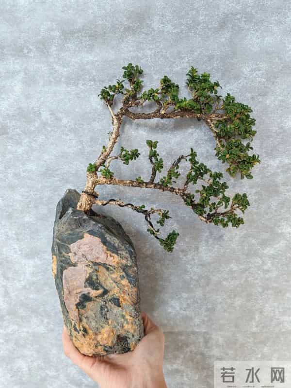 黄杨盆景：3种常见品种，哪种好养一看就懂！