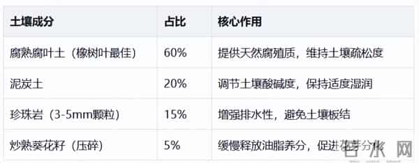 冬天君子兰别乱换盆!做好3点,叶片油亮花箭多