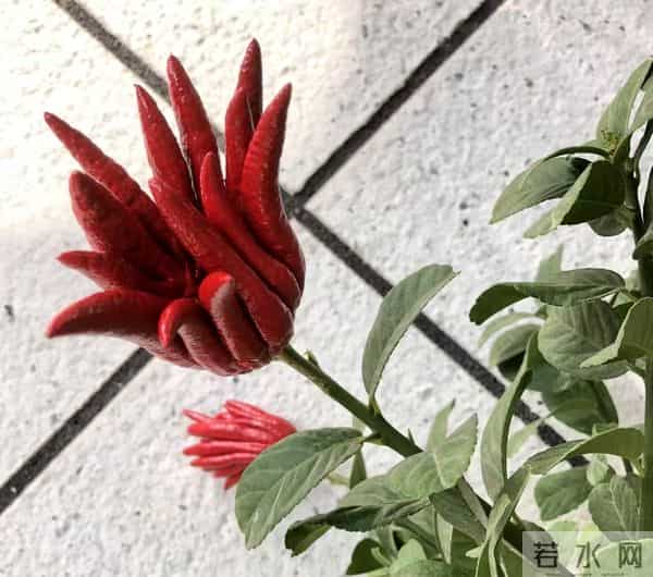 男子因入手的“红佛手”走红，红彤彤的，网友：真的成精了？