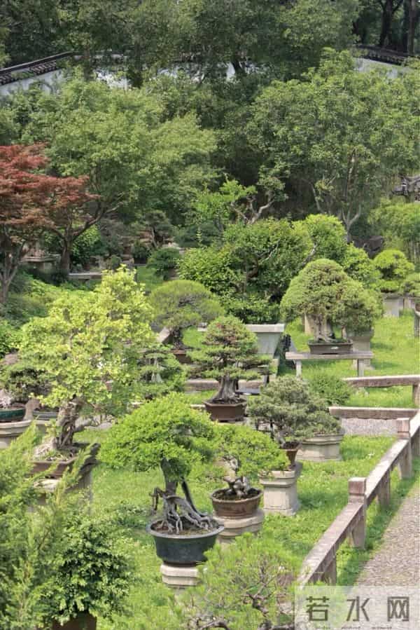 逛盆景展，赏东方美学！中国盆景有多牛？看懂盆景，审美瞬间升级