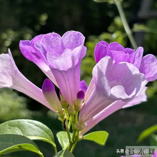 分享图片～鲜艳夺目，五光十色的蒜香藤《上汽》