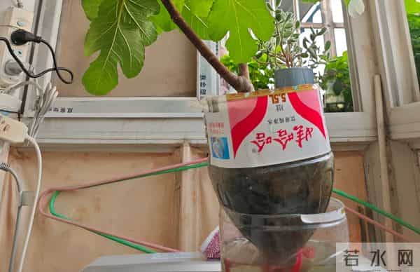 无敌了!女孩“矿泉水瓶种无花果”,结了几十个果子,软糯可口~