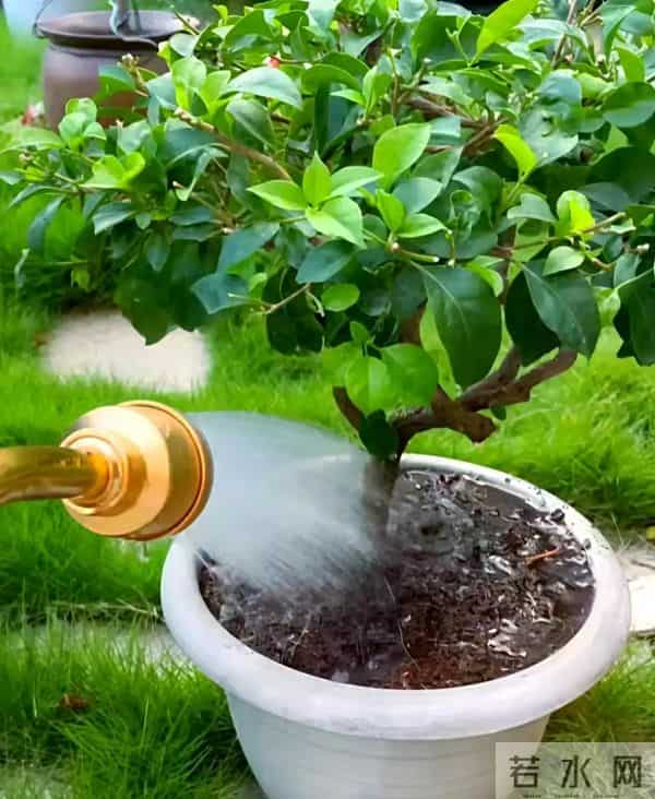 新手必看！三角梅施肥“安全手册”，避开3个坑，花开不断