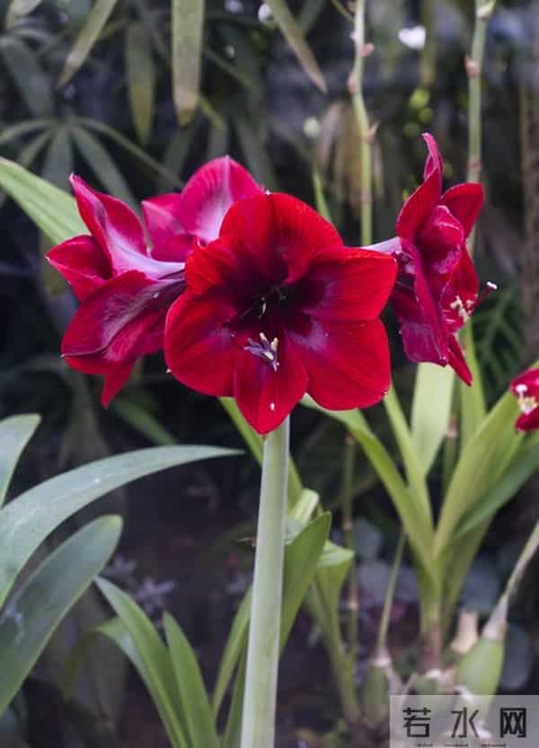 朱顶红12月催花秘籍：南北4区通用3步法，春节开花不赌运气！