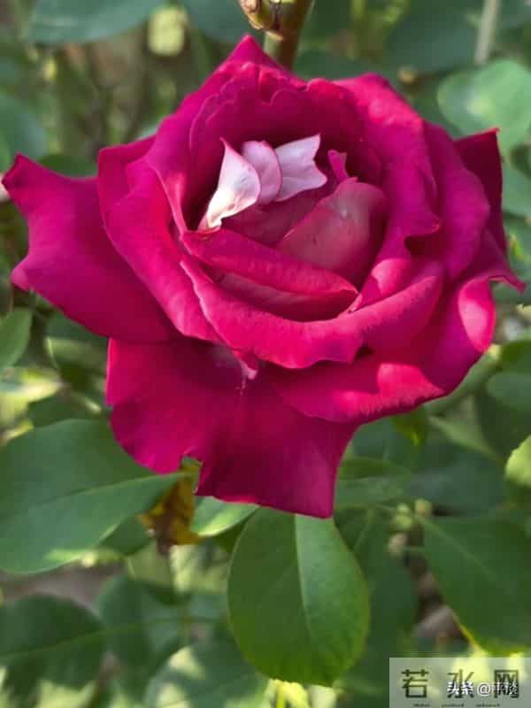 不同季节下的莫妮卡贝鲁奇月季花