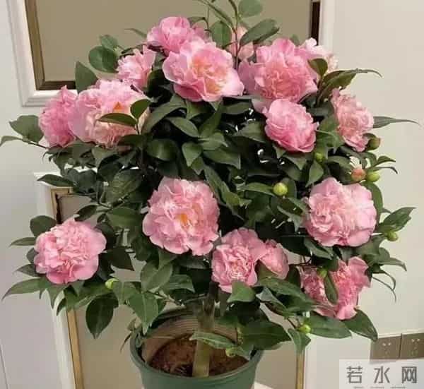天冷养花别瞎控水！这5种花越“润”长得越旺，开花能撑到开春