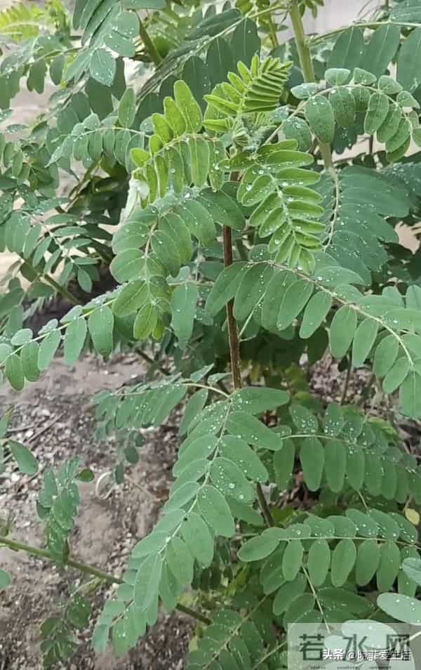家有院子，别只种花了！种上中草药，好看实用又养生~