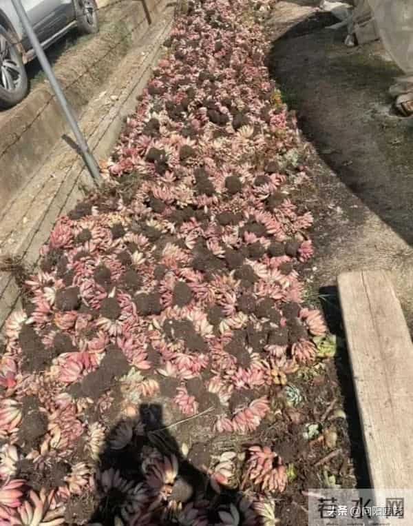 云南路边的多肉，用麻袋都装不完，本地人都不要，太多了！