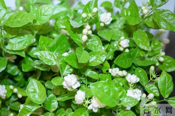 茉莉花冬天疯狂掉叶？做好这4点，来年开花爆满盆！