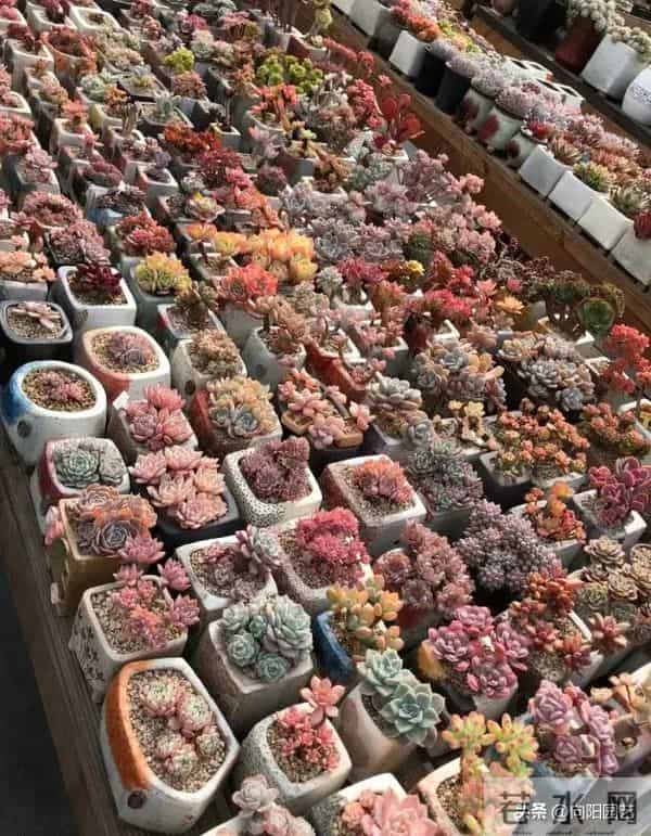 冬天搬到家的多肉，浇1次水，能顶1个月，甚至不浇水都行！