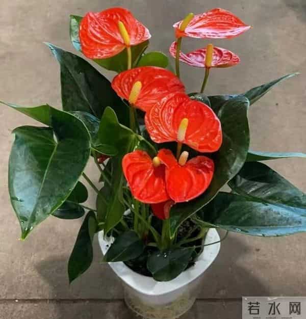 7种“耐旱怕冻花”，过冬记住3个保命招！