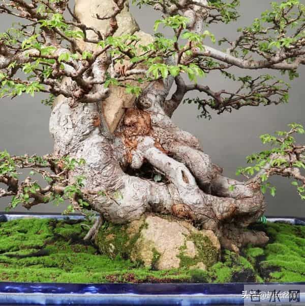 一枝一世界:带你读懂盆景里的“单枝成景”。