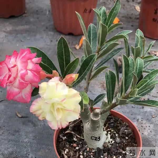 紧急提醒！这10种花冬天赶紧断水，多浇一瓢水就烂根，能要了命！