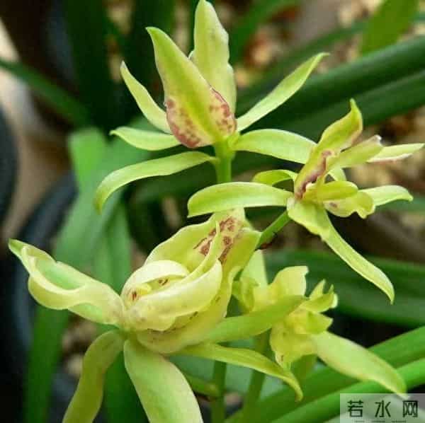 新手养兰宝典：零失败落地指南