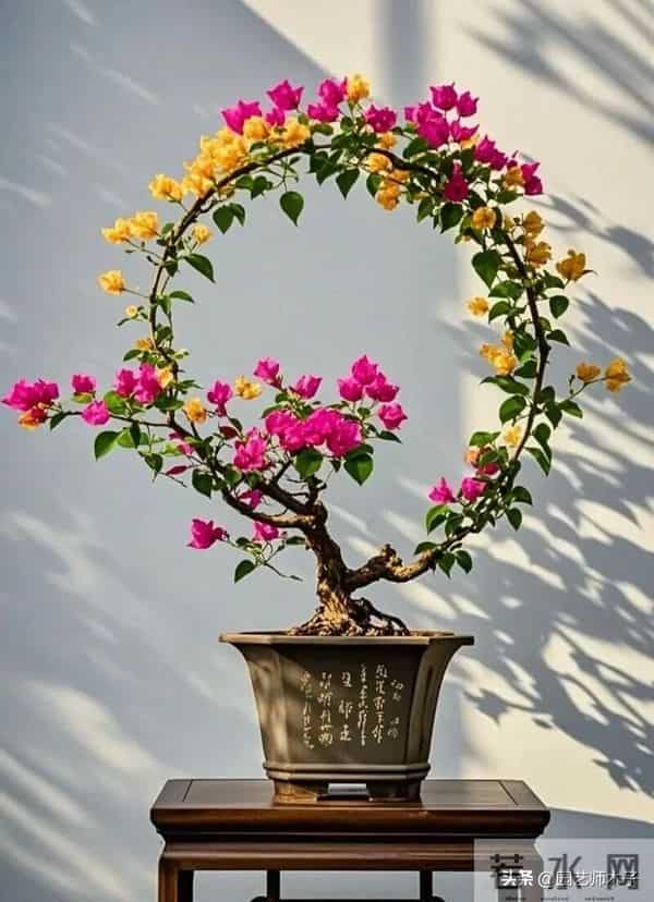 三角梅想全年开花？掌握 3 关键 + 日常 5 技巧，全年爆盆不歇气